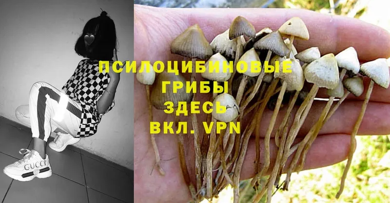 магазин  наркотиков  Абинск  Псилоцибиновые грибы MAGIC MUSHROOMS 